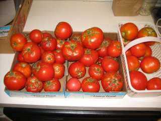 [Tomatoes!]