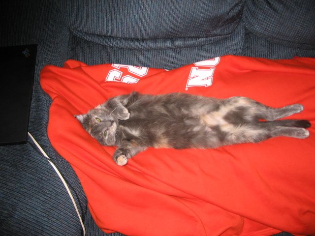 [Ash is a Tiger!]