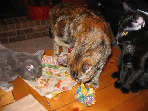 [The cats eat tacos]