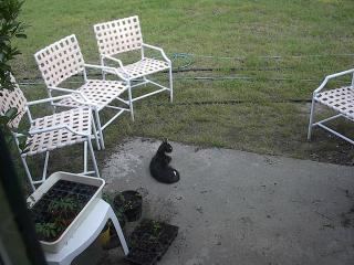 Sitting in the yard
