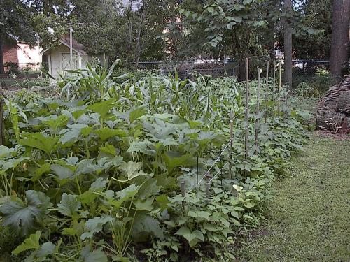[Back of garden]