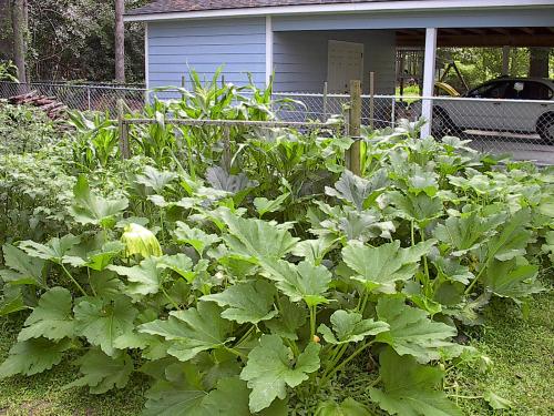 [Squash plants]