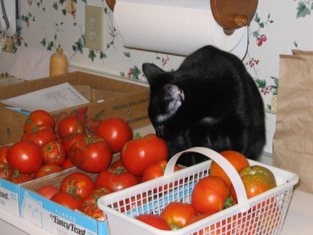 [Tom and the tomatoes!]
